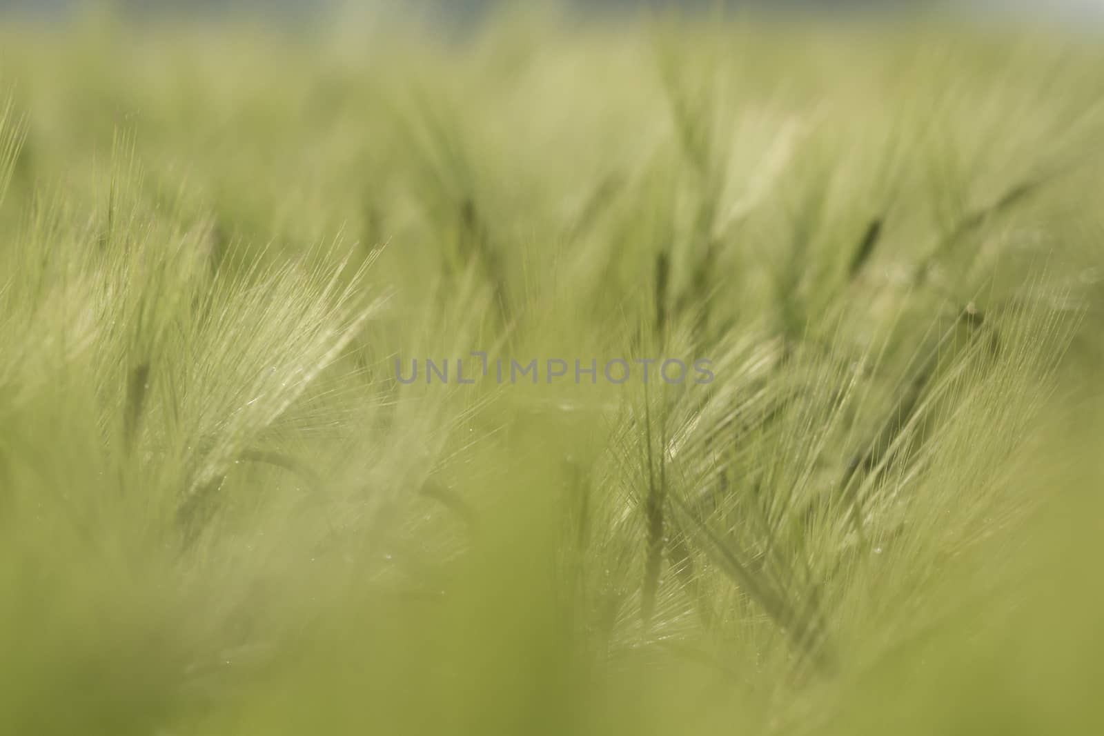 agricultural field, nature and agriculture farming series