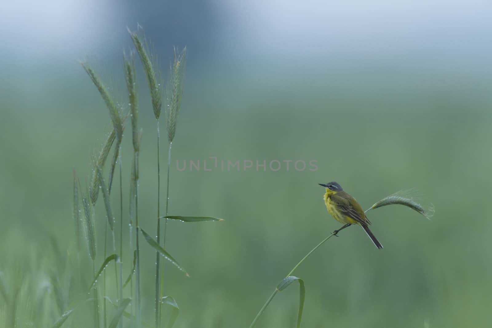 agricultural field, nature and agriculture farming series