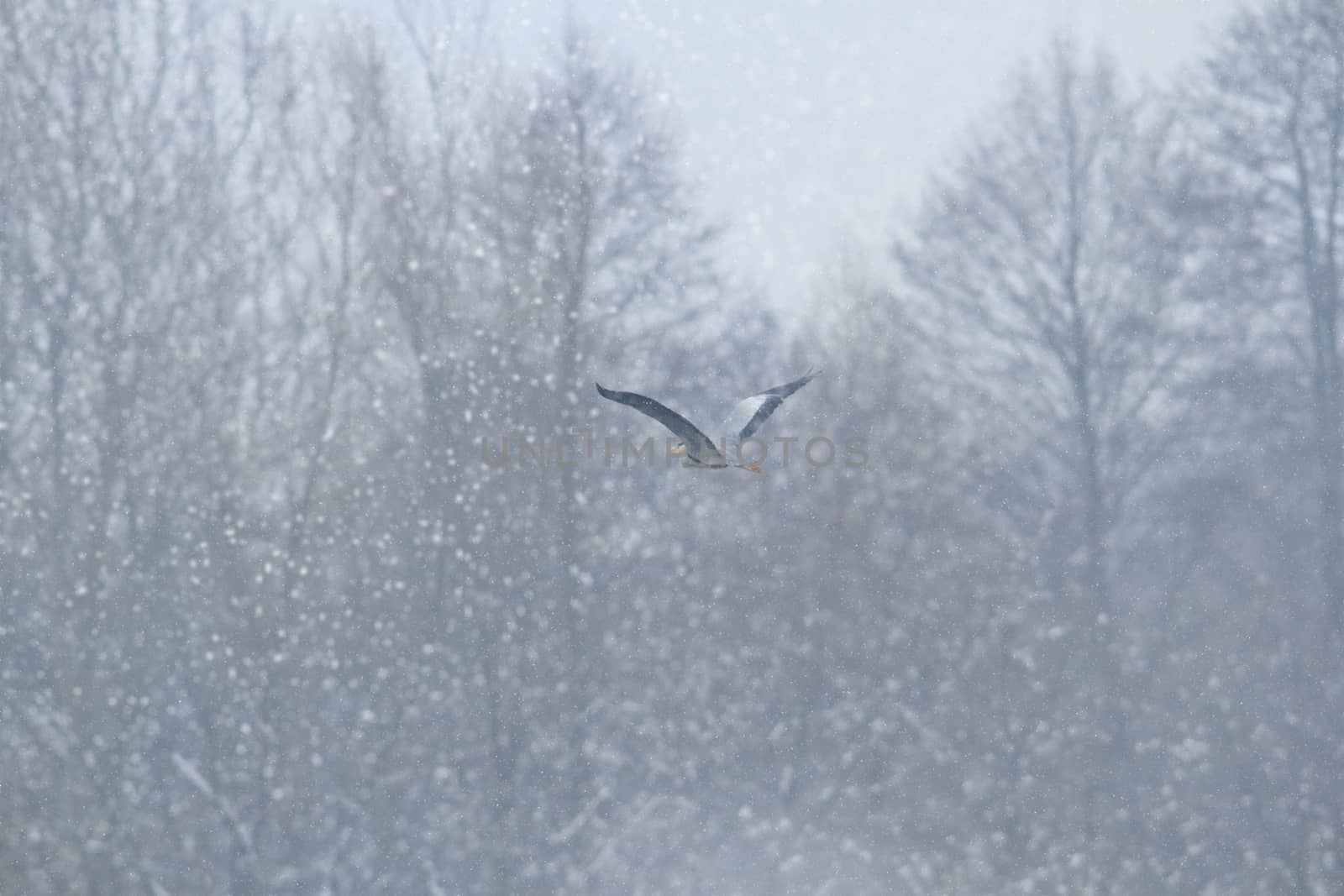 wild bird in natural habitat, nature series