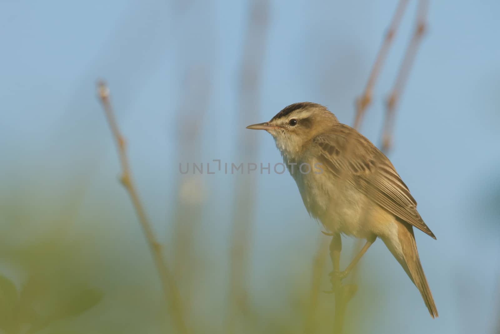 wild bird in natural habitat, nature series