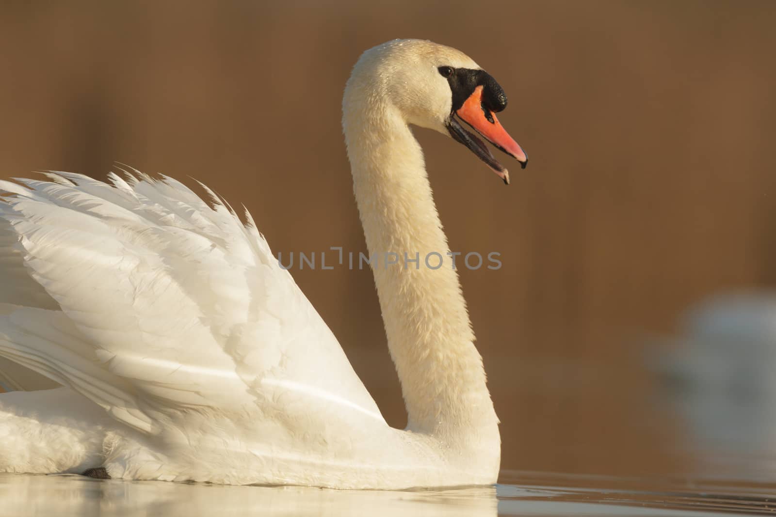 wild bird in natural habitat, nature series