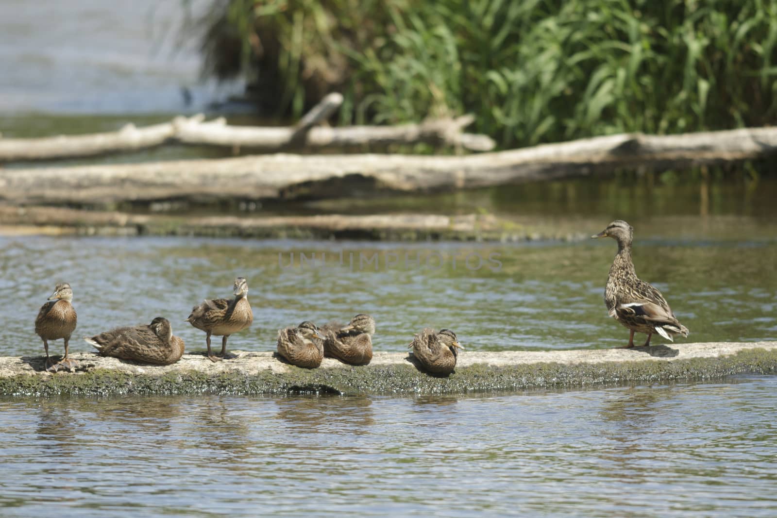 many birds in their natural habitat, nature series