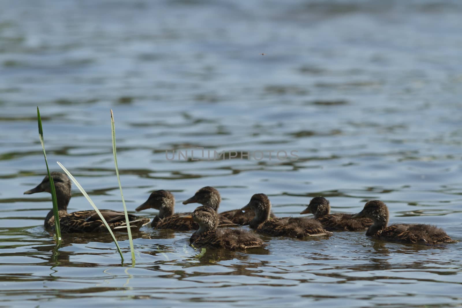 many birds in their natural habitat, nature series