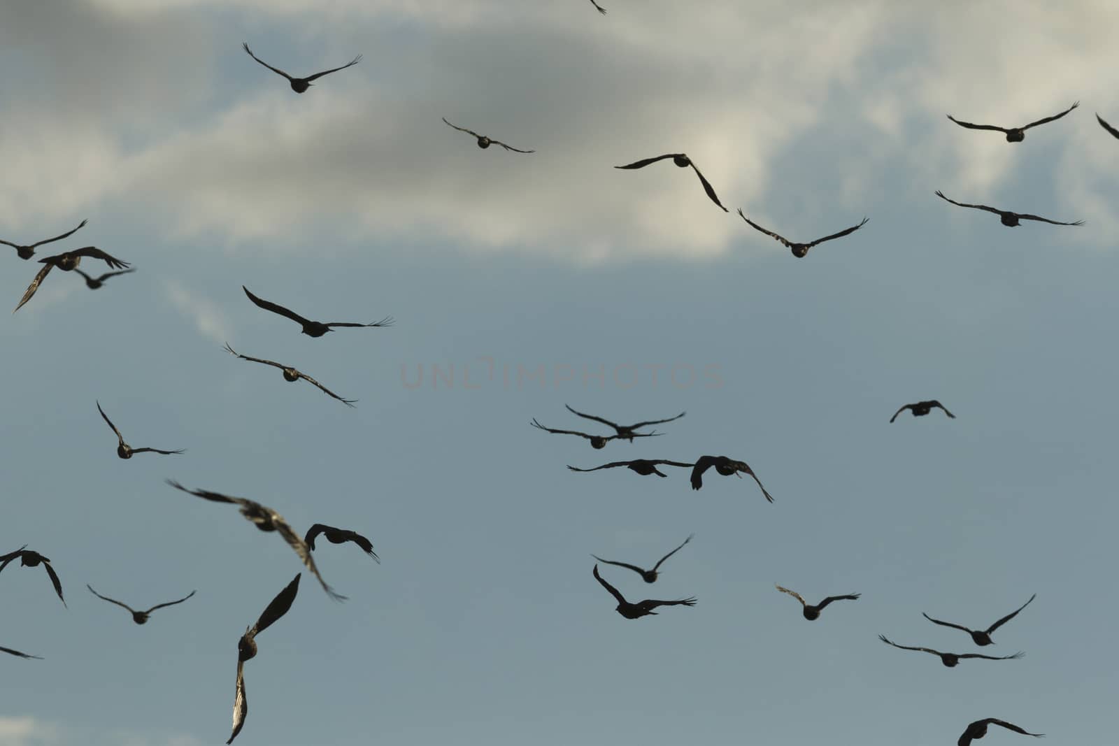 many birds in their natural habitat, nature series