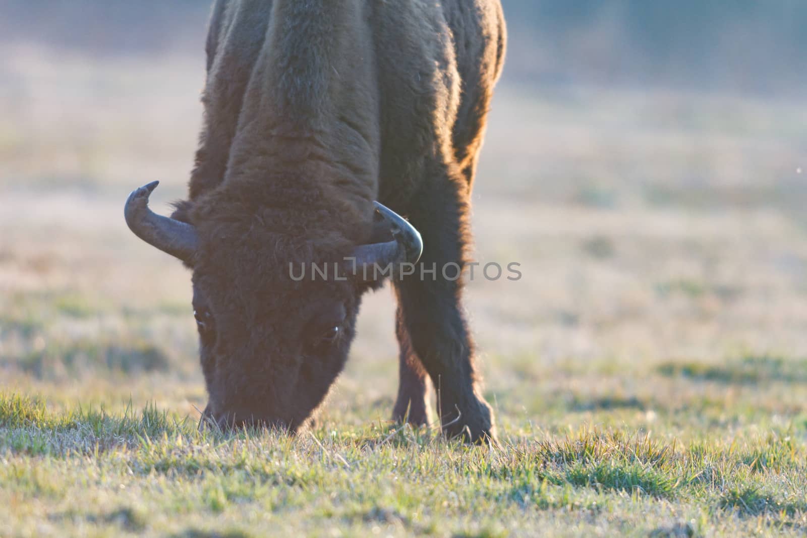 european bison in the wild, nature series 