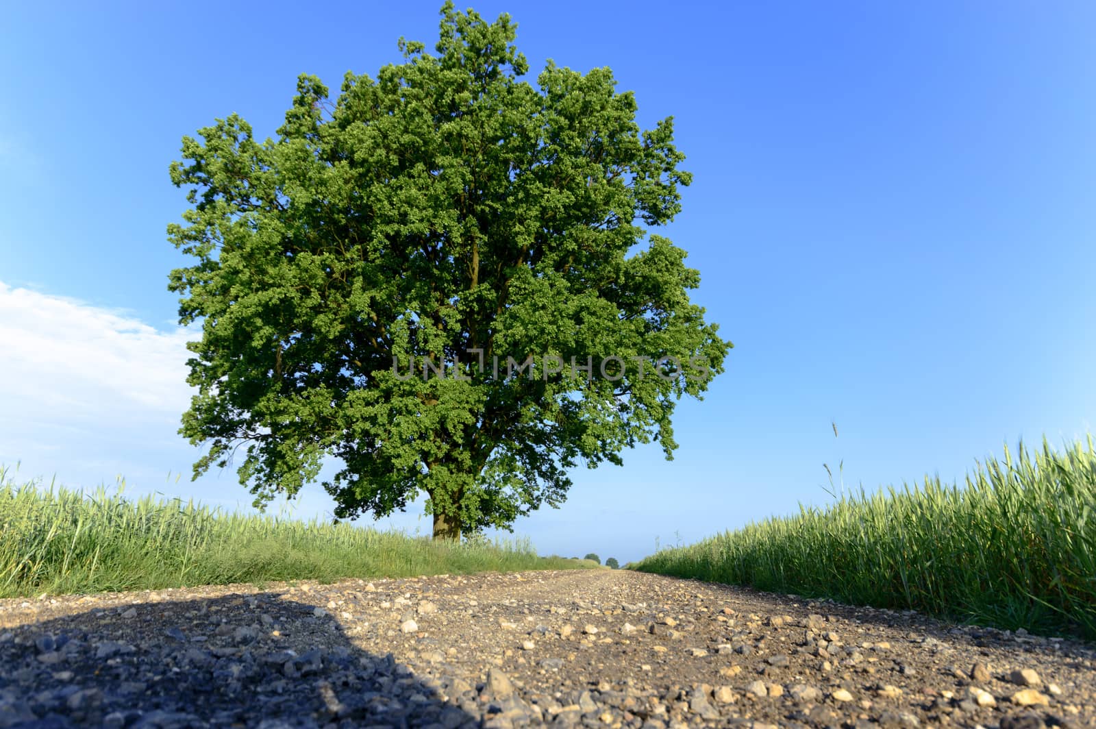country road leading up to the horizon line , nature series
