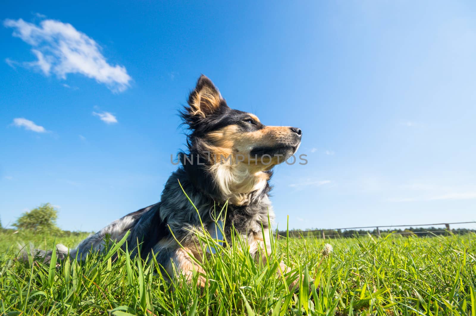 funny dog in sunny day, animals series