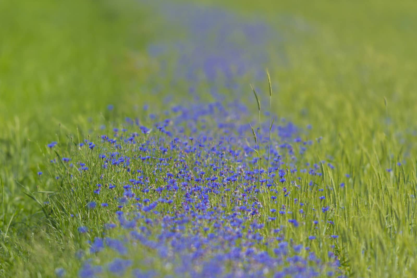 flowers as a colorful background, macro photo, nature series