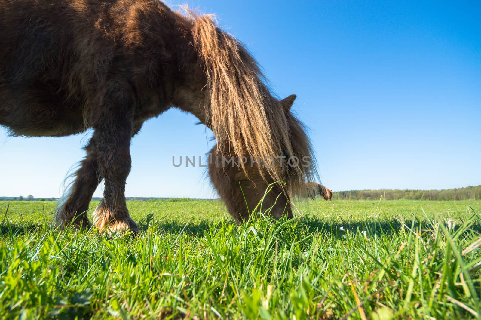 horse in a field, farm animals, nature series