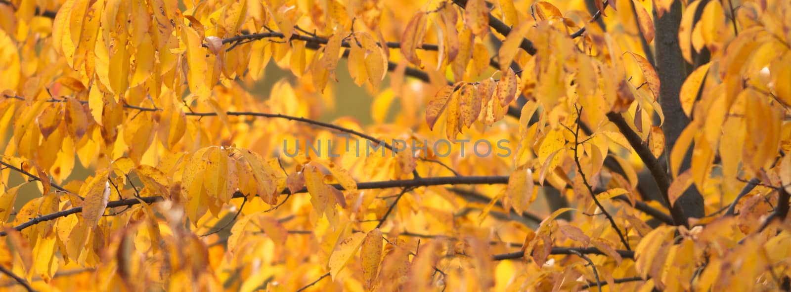 natural background with colored leaves, nature series