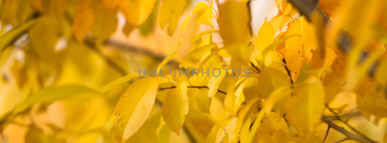 natural background with colored leaves, nature series