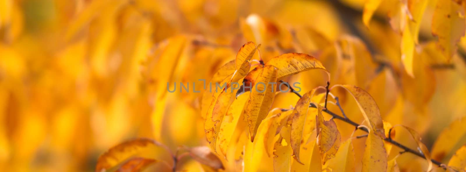 natural background with colored leaves, nature series