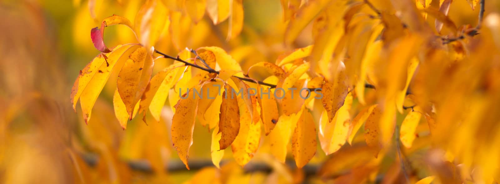 natural background with colored leaves, nature series