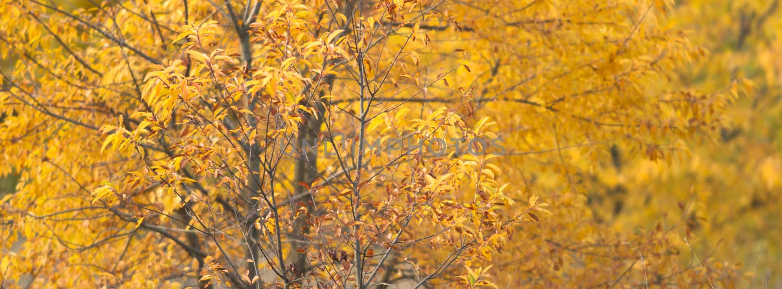 natural background with colored leaves, nature series