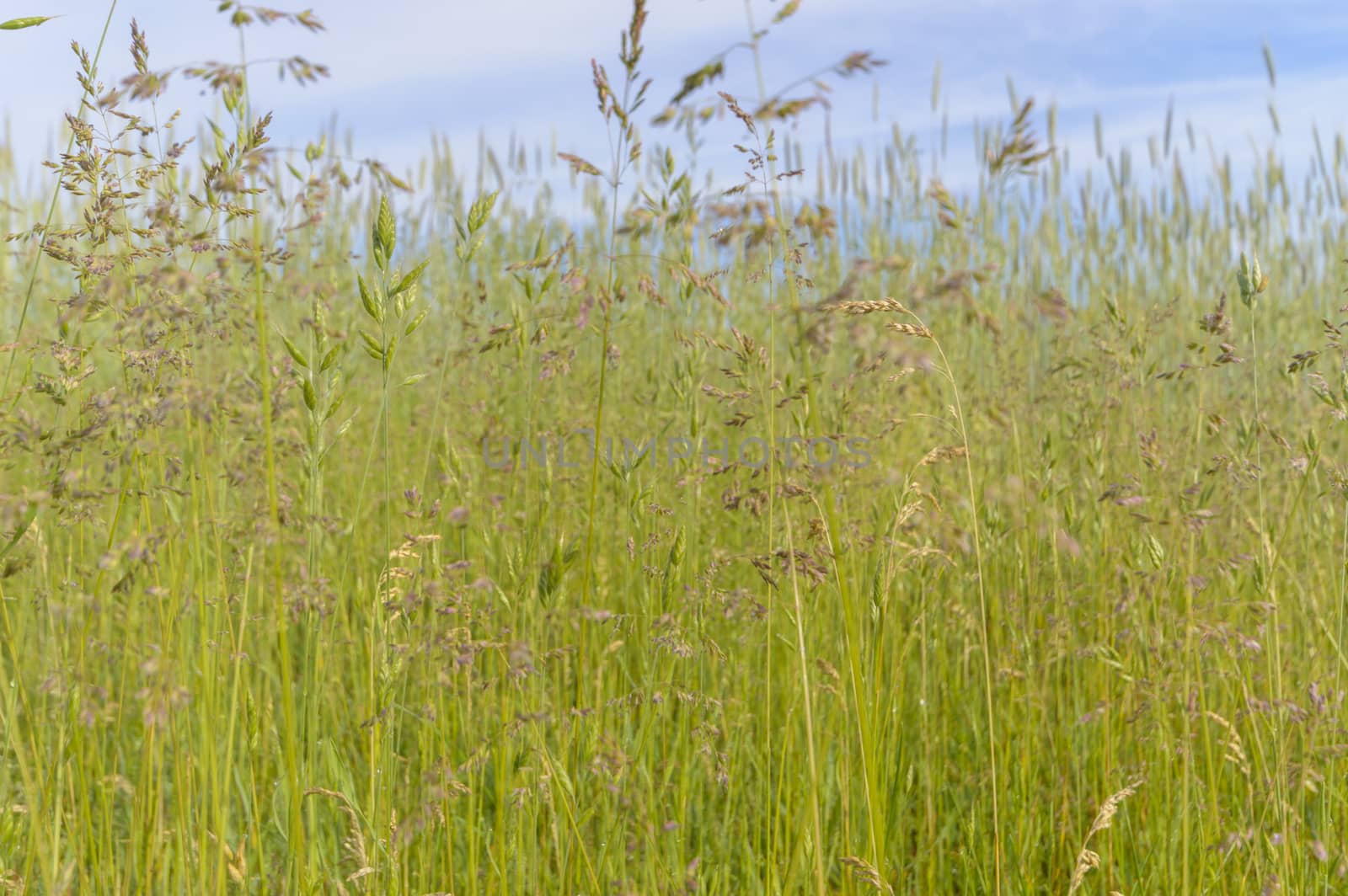natural green colorful rural meadow, nature series