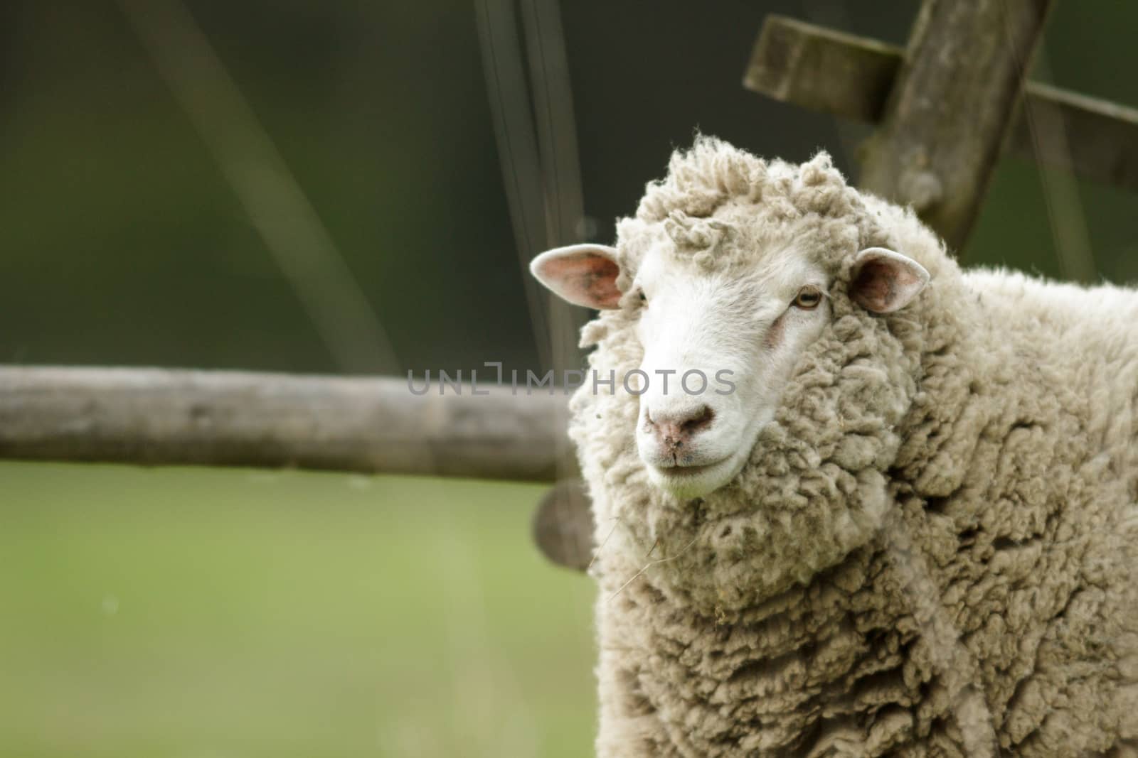 sheep on grass with blue sky, some looking at the camera