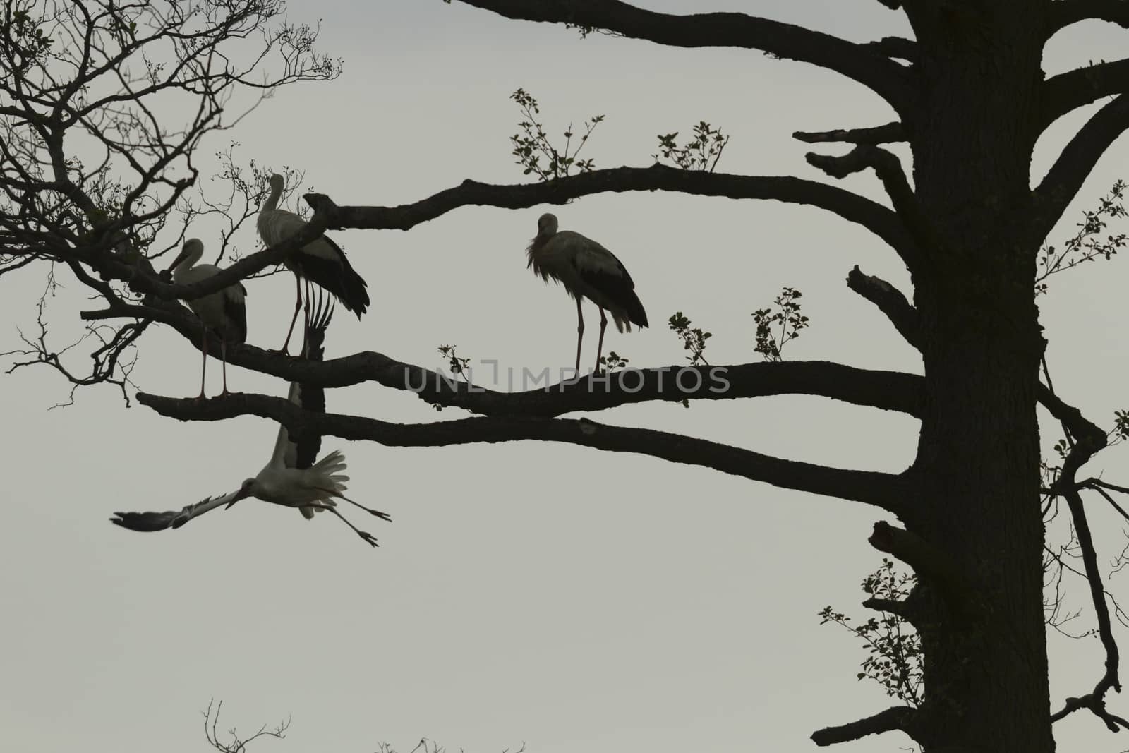 storks on green grass in sunny day, nature series
