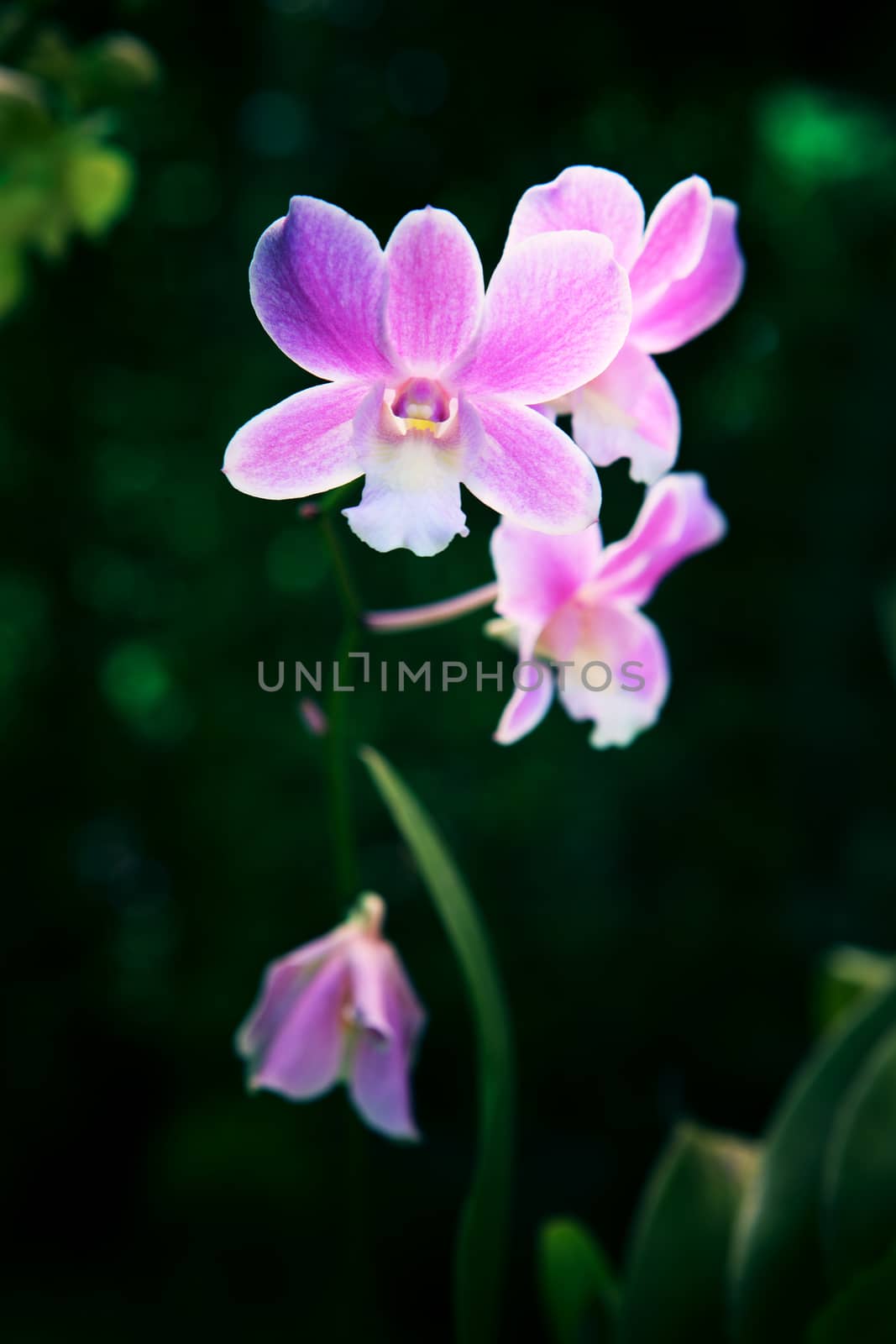 close up of tropical purple orchid flowers with shallow depth of field and dark background in nature wild by khunaspix