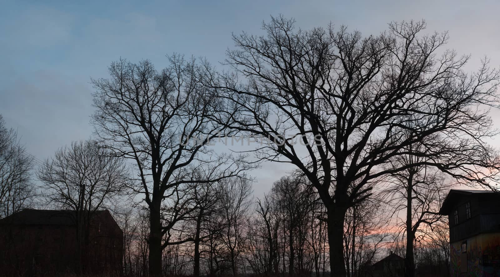old big tree on color background with blue sky, nature series