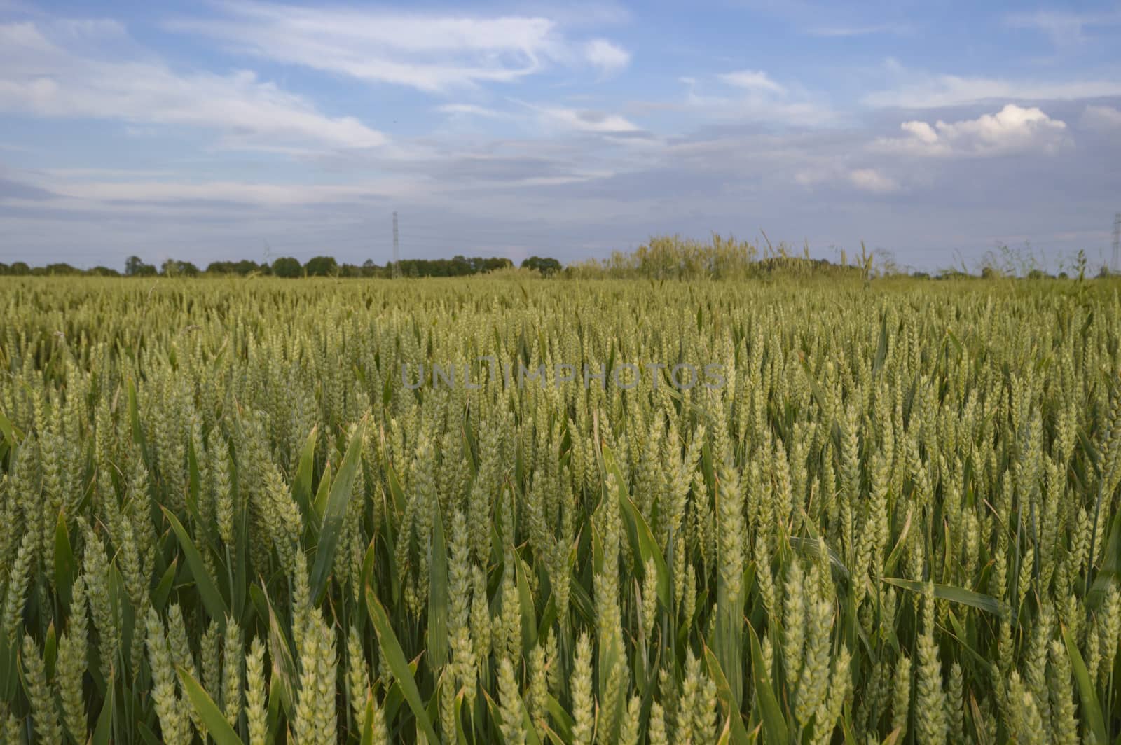 field of golden wheat and blue sky, agricultural field
