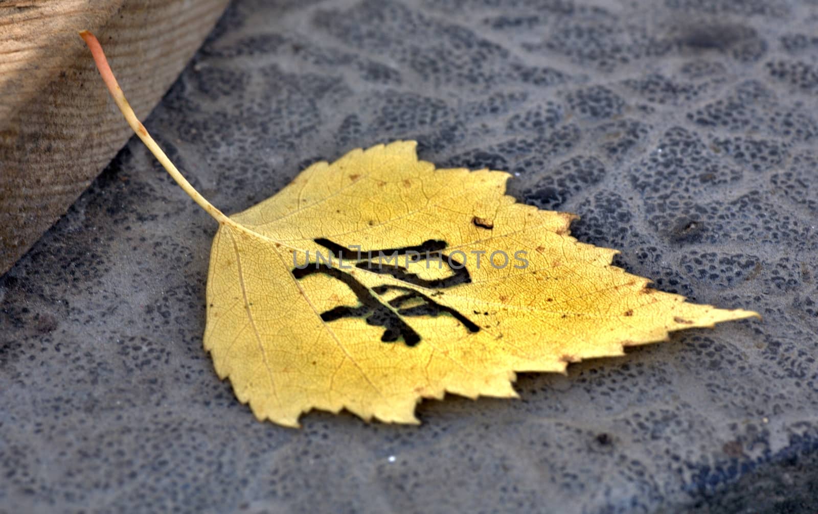 a lonely yellowed autumn leaf on a gray background