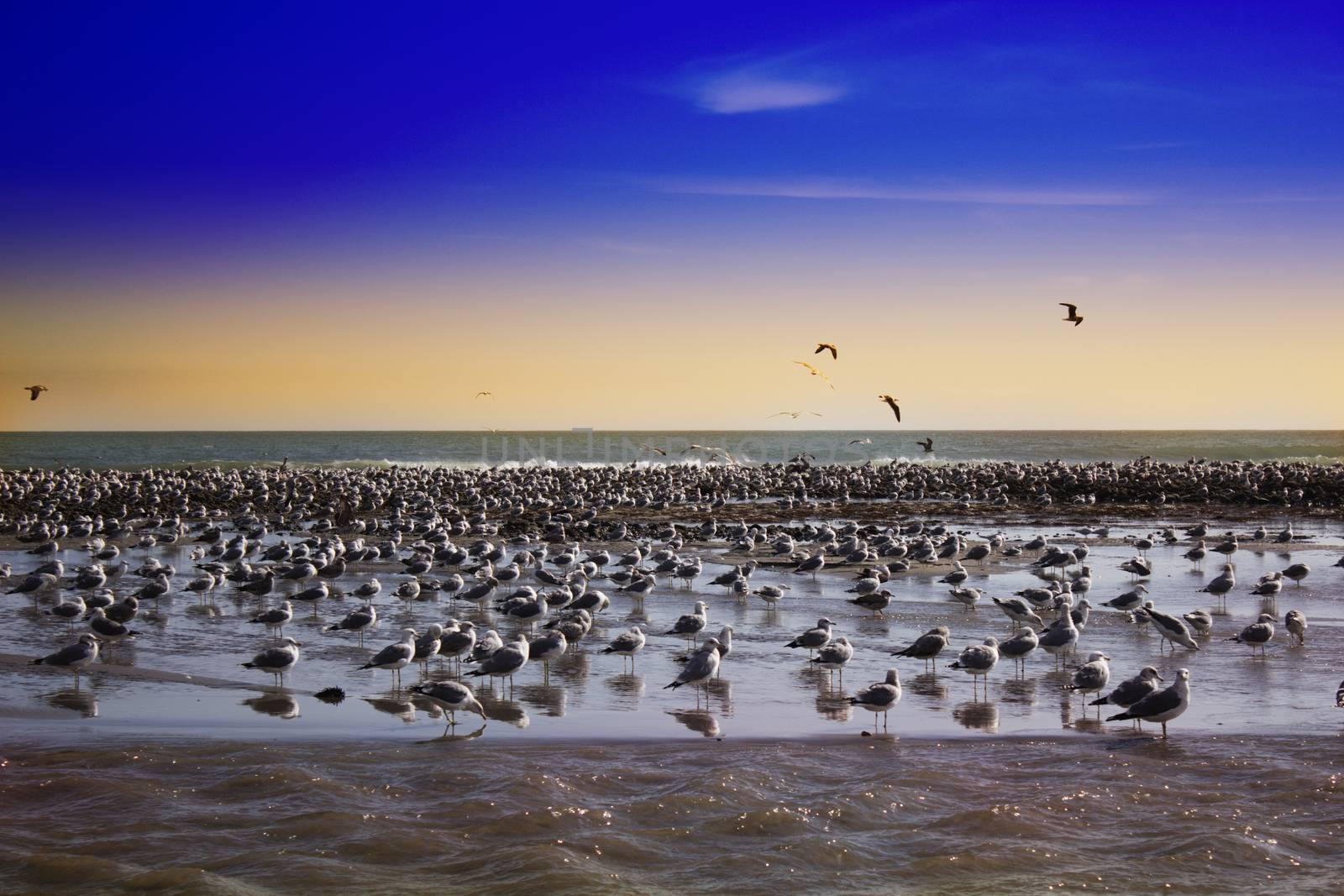 a huge flock of birds on the beach. Malibu pier at sunset, California. view of huge flock of seagulls on beach of Malibu