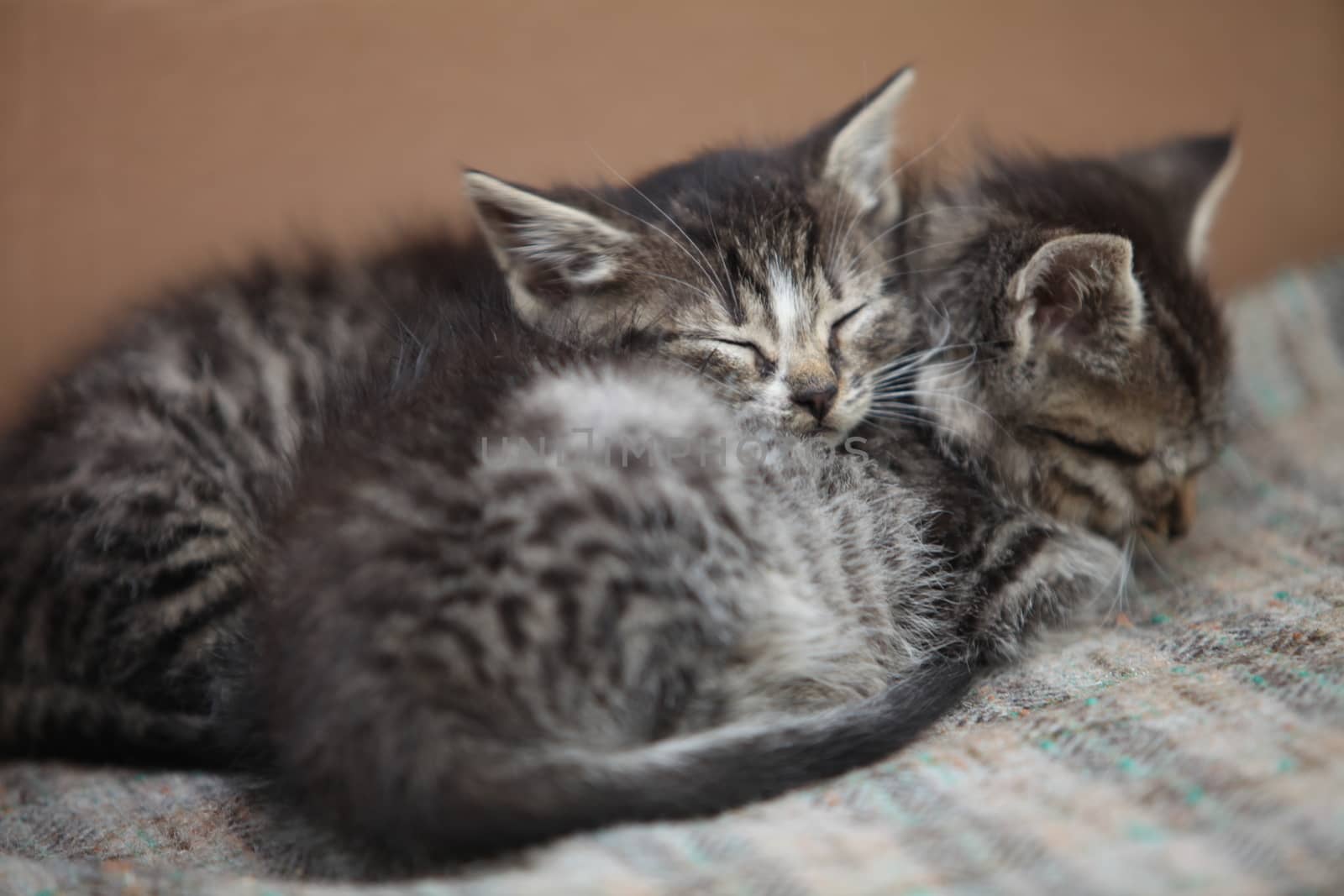 sleeping little gray kitten close to 