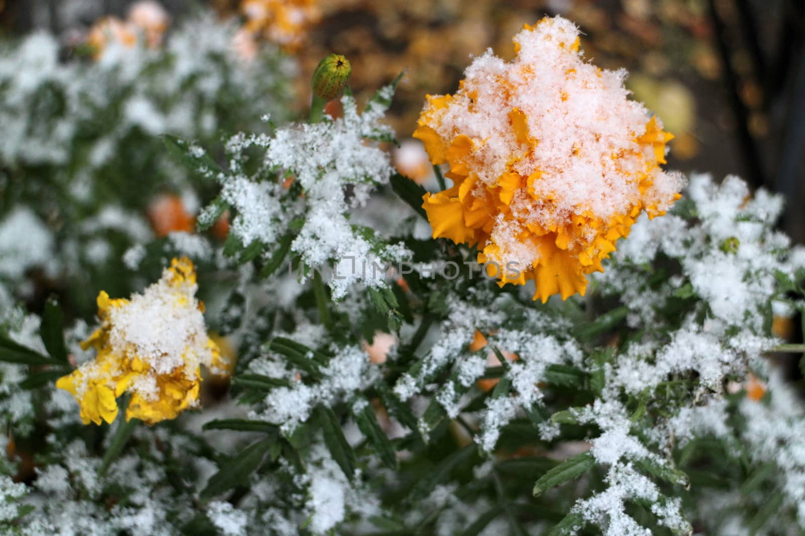 yellow marigold flowers under white snow