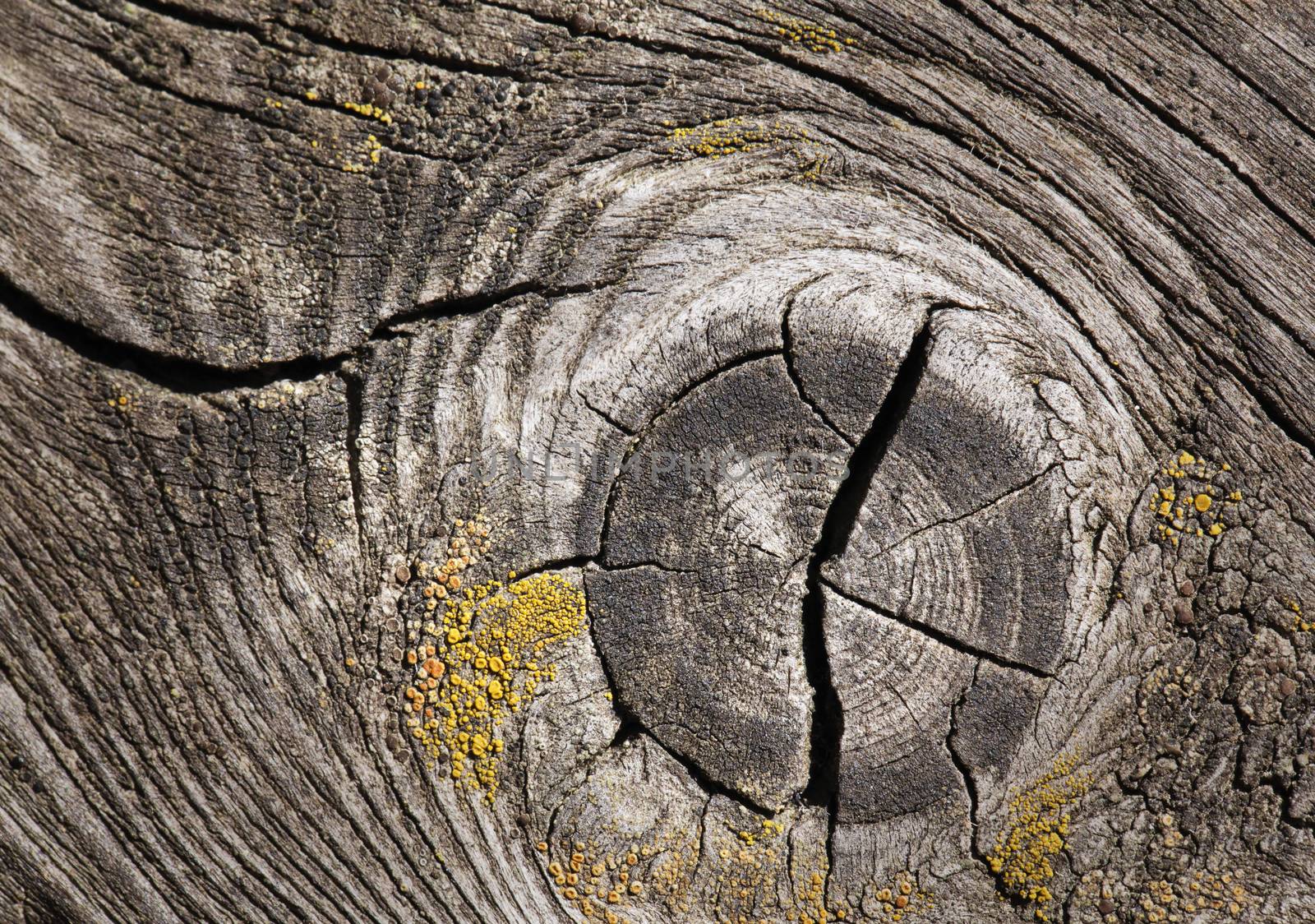 Closeup of old cracked wood for texture or background