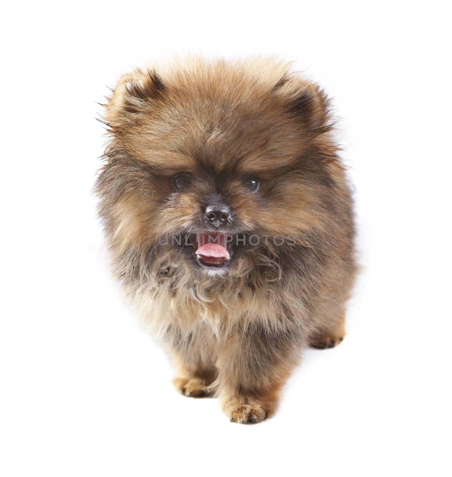 face of pomeranian puppy on white use for animals theme