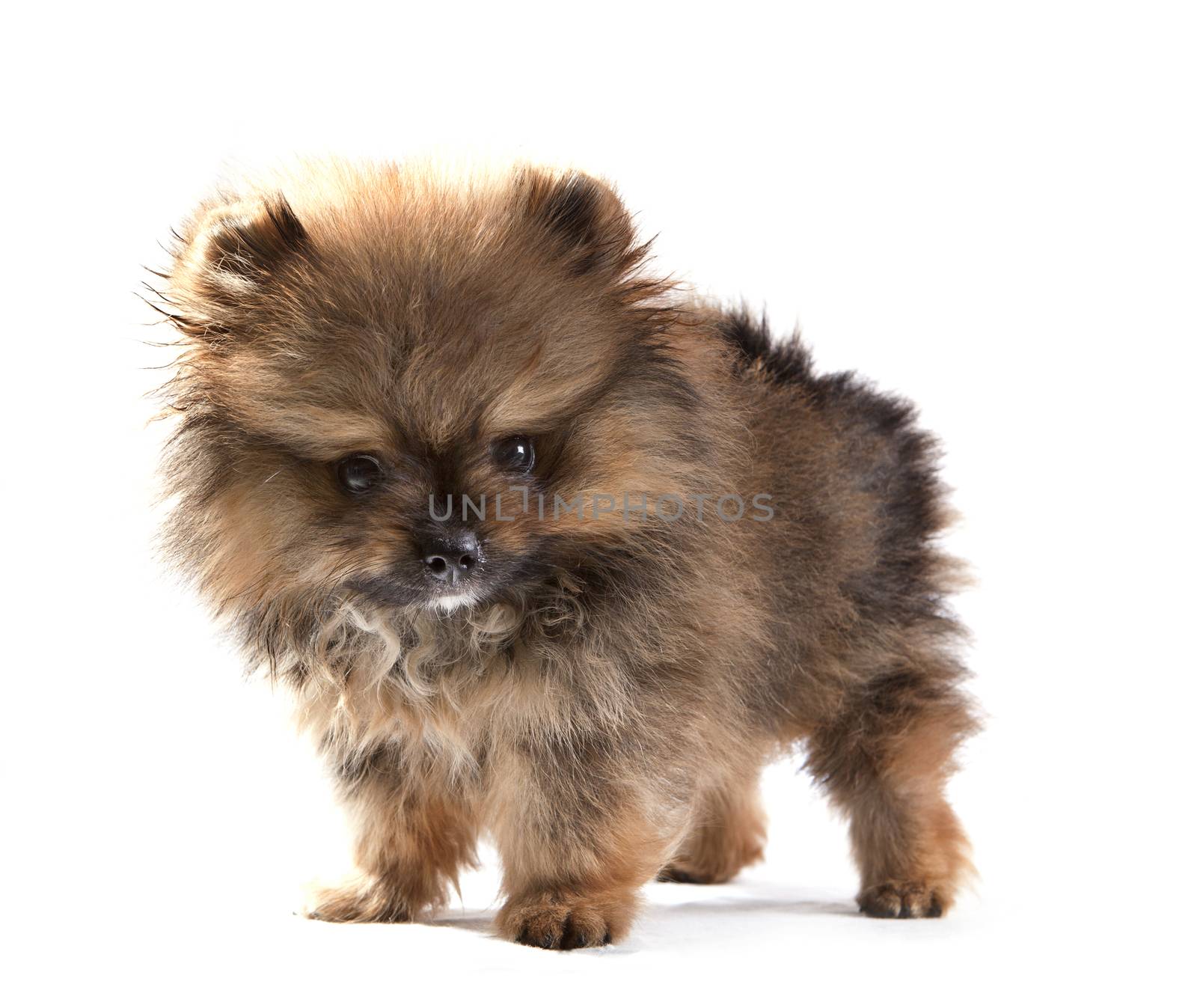 close up face of pomeranian puppy on white by khunaspix