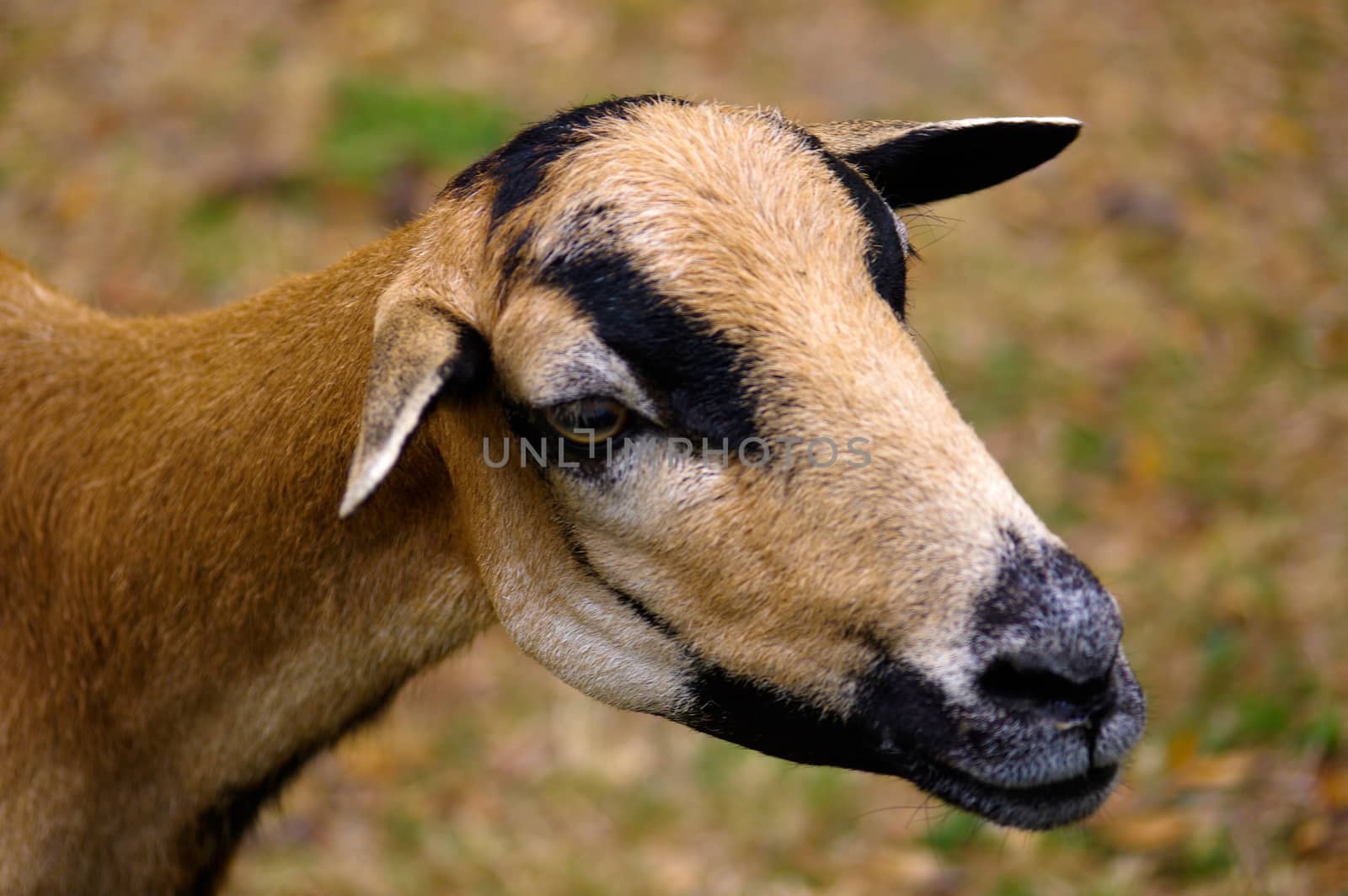 brown goat grazing in a field, sheep close up by evolutionnow