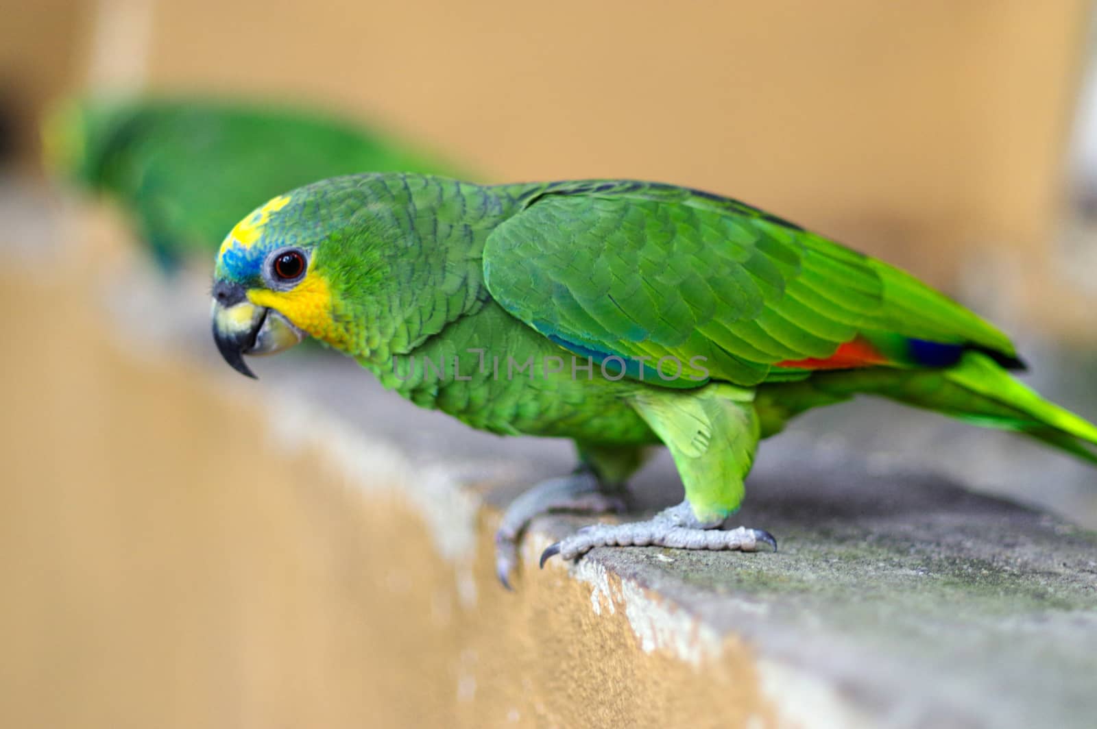 Green parrot, Yellow-chevroned Parakeet, Brotogeris chiriri sitting on a stone wall, Kuala Lumpur Bird park, Malaysia by evolutionnow