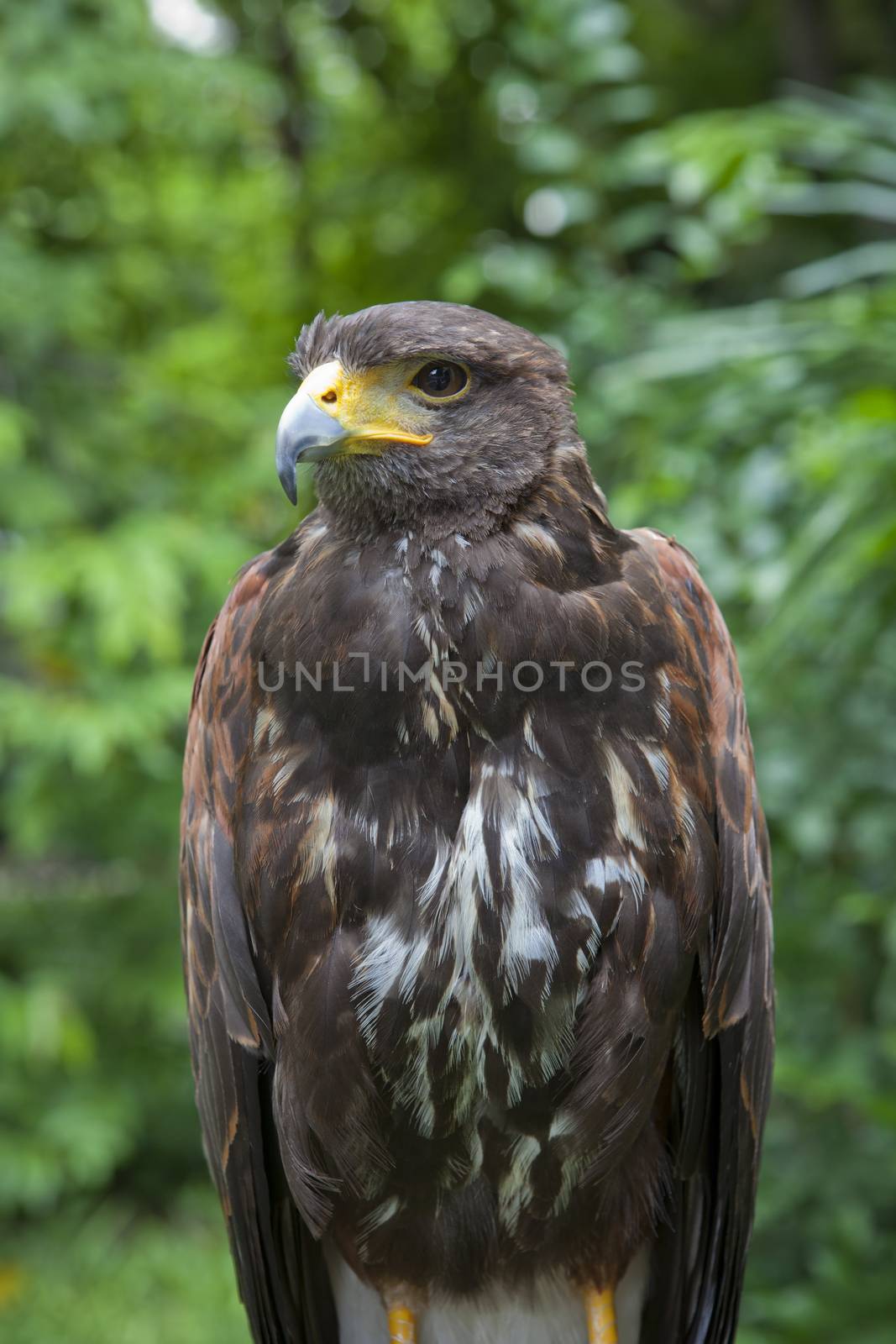close up face of falcon bird in green forest use for natural scene