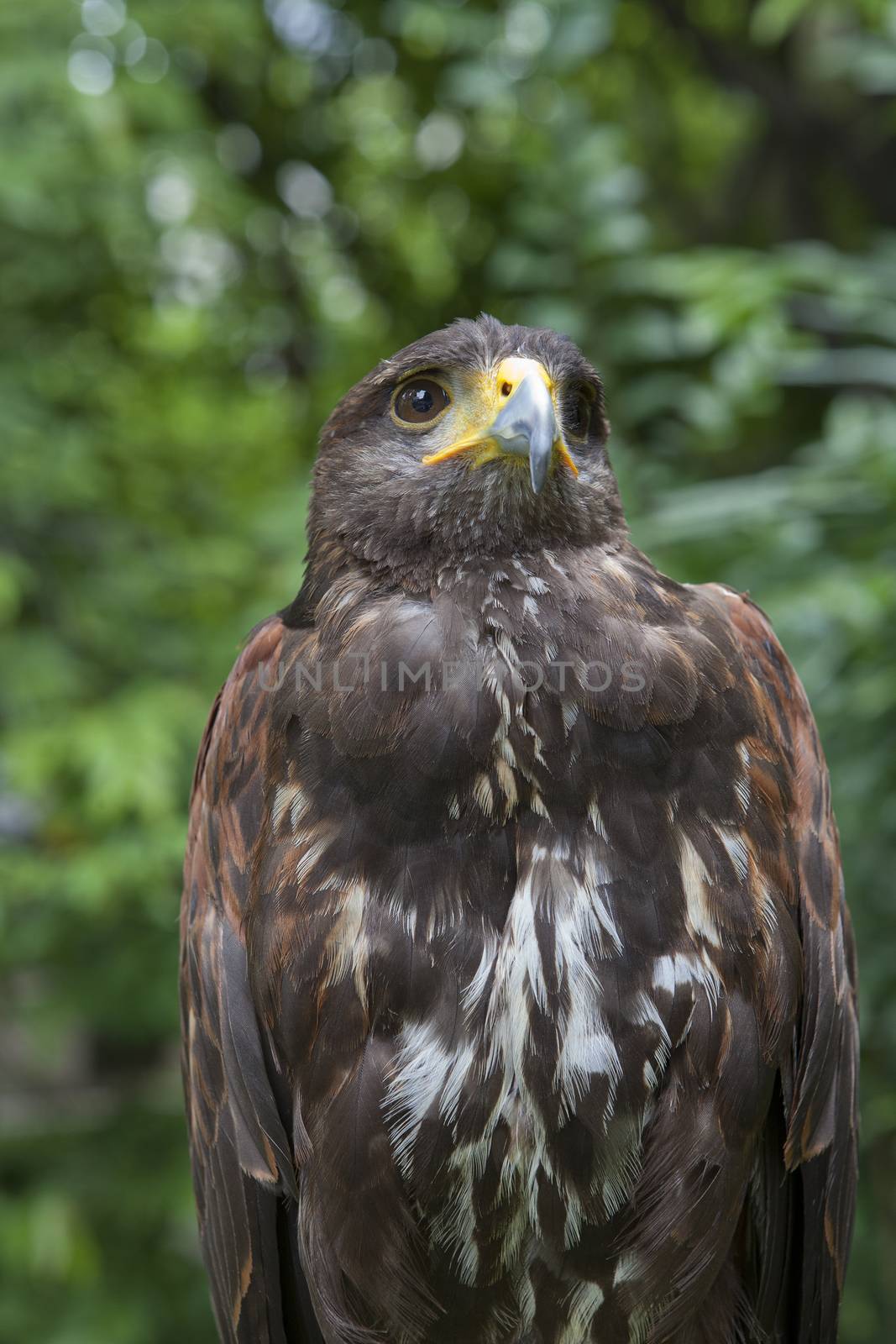 close up face of hawk bird by khunaspix