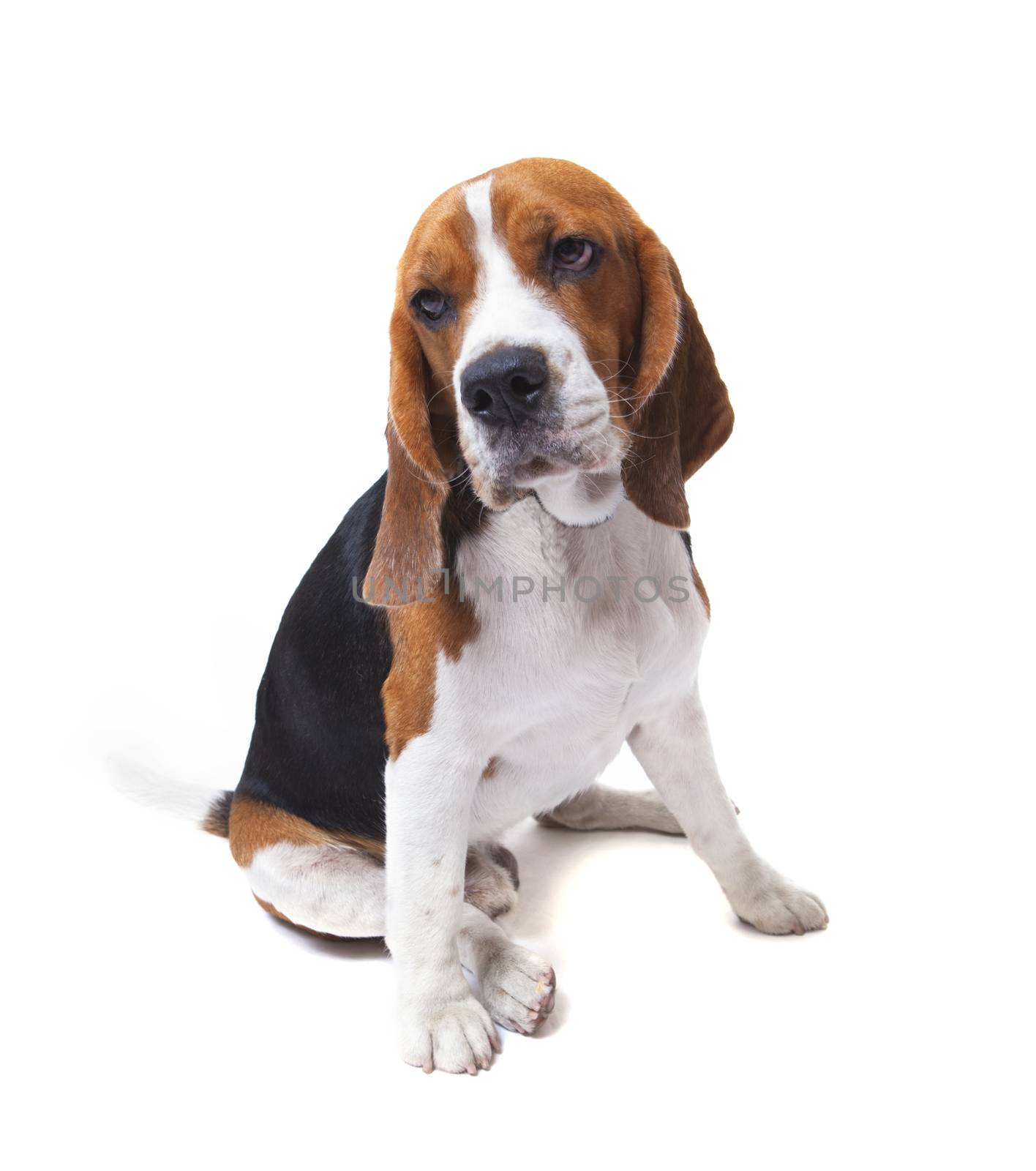face of beagle dog on white background use for pets theme