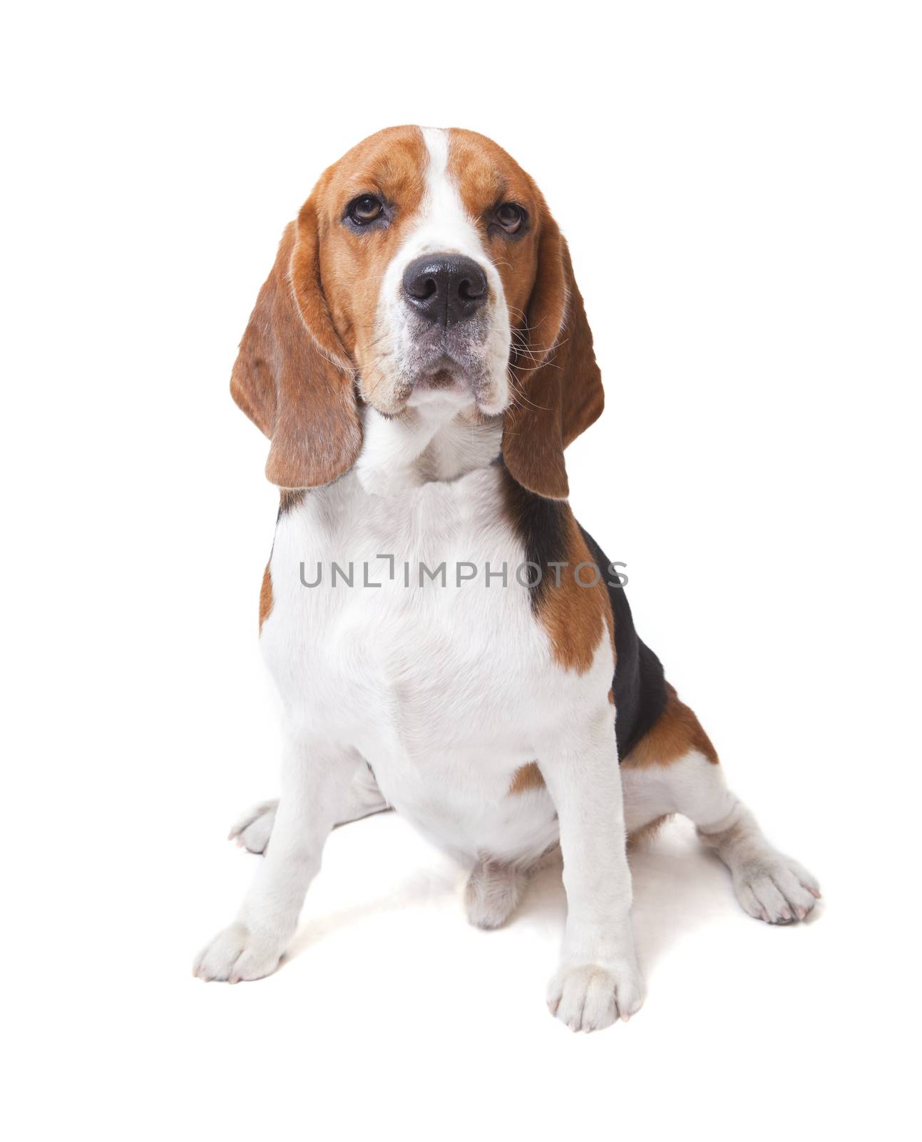 face of beagle dog  by khunaspix