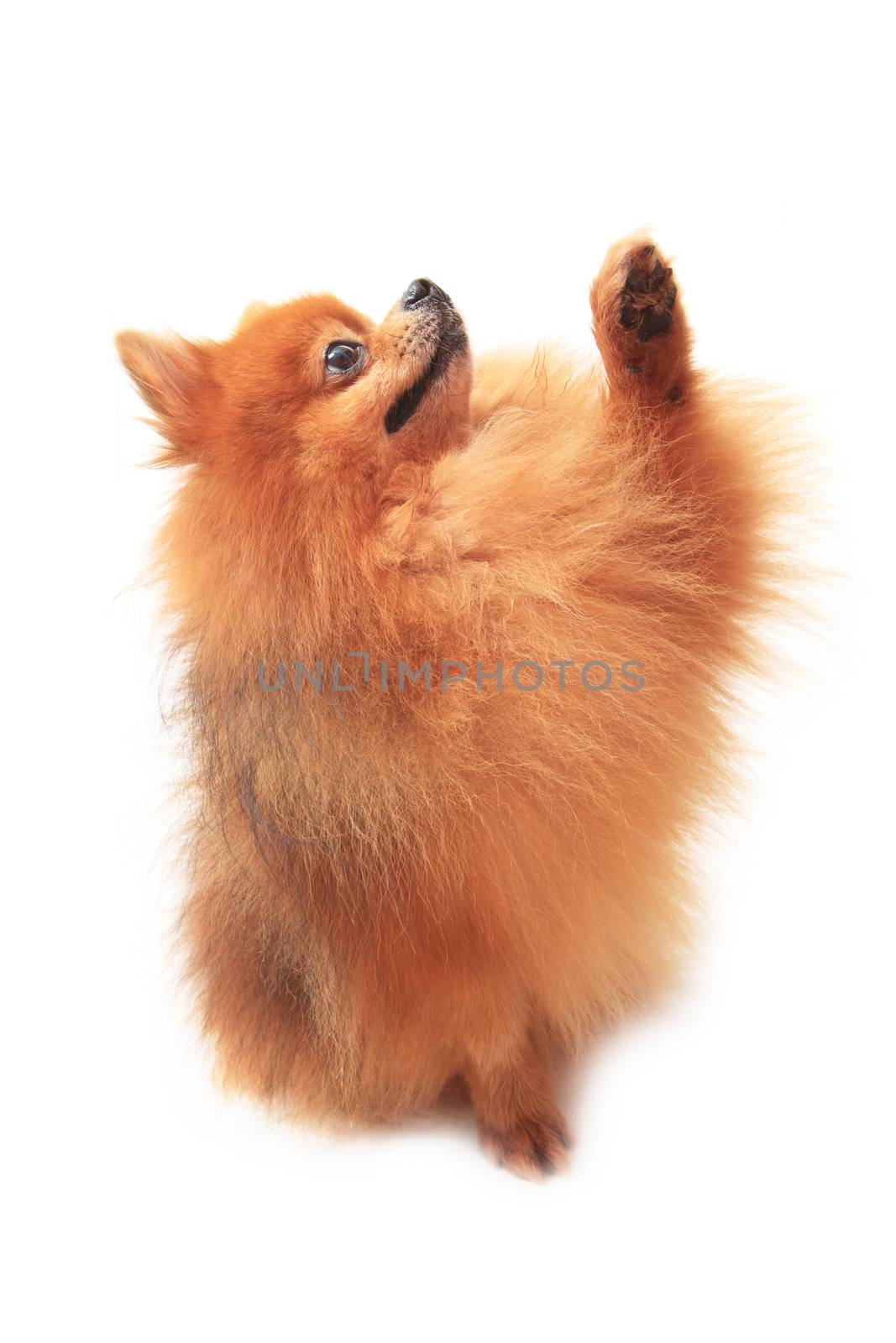 pomeranian dog by khunaspix