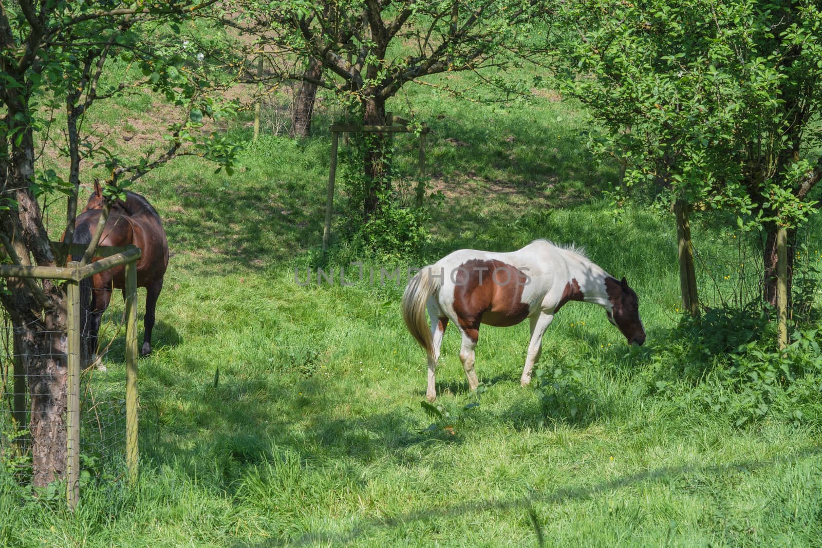 Beautiful brown white horse in a pasture in the summer.