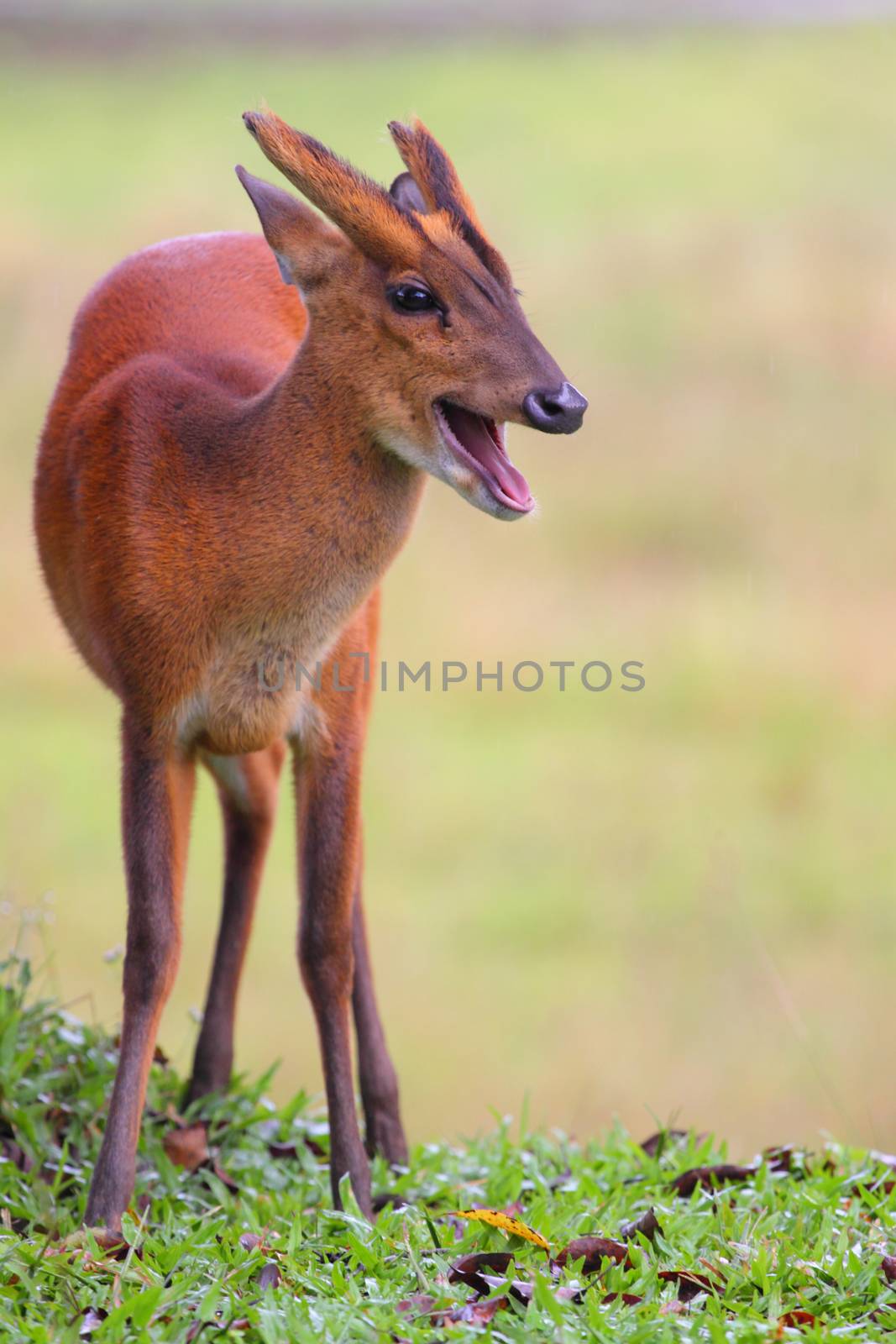 barking deer in wild by khunaspix