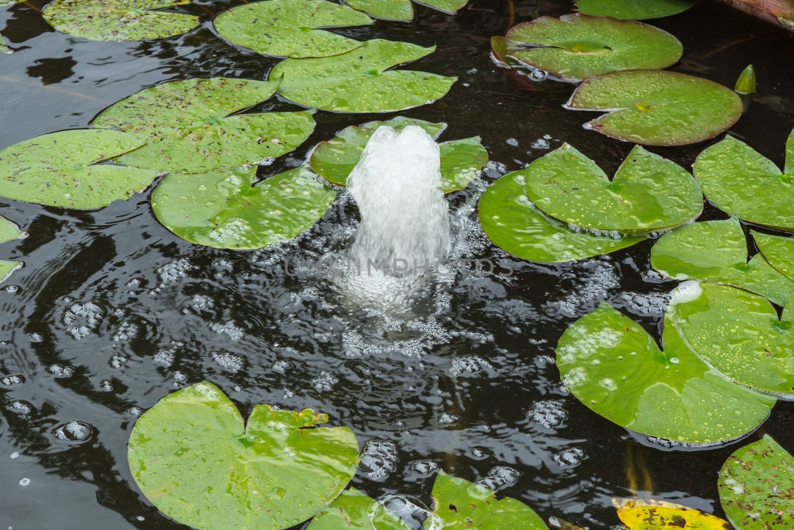 Pond with water fountain for additional supply of oxygen.