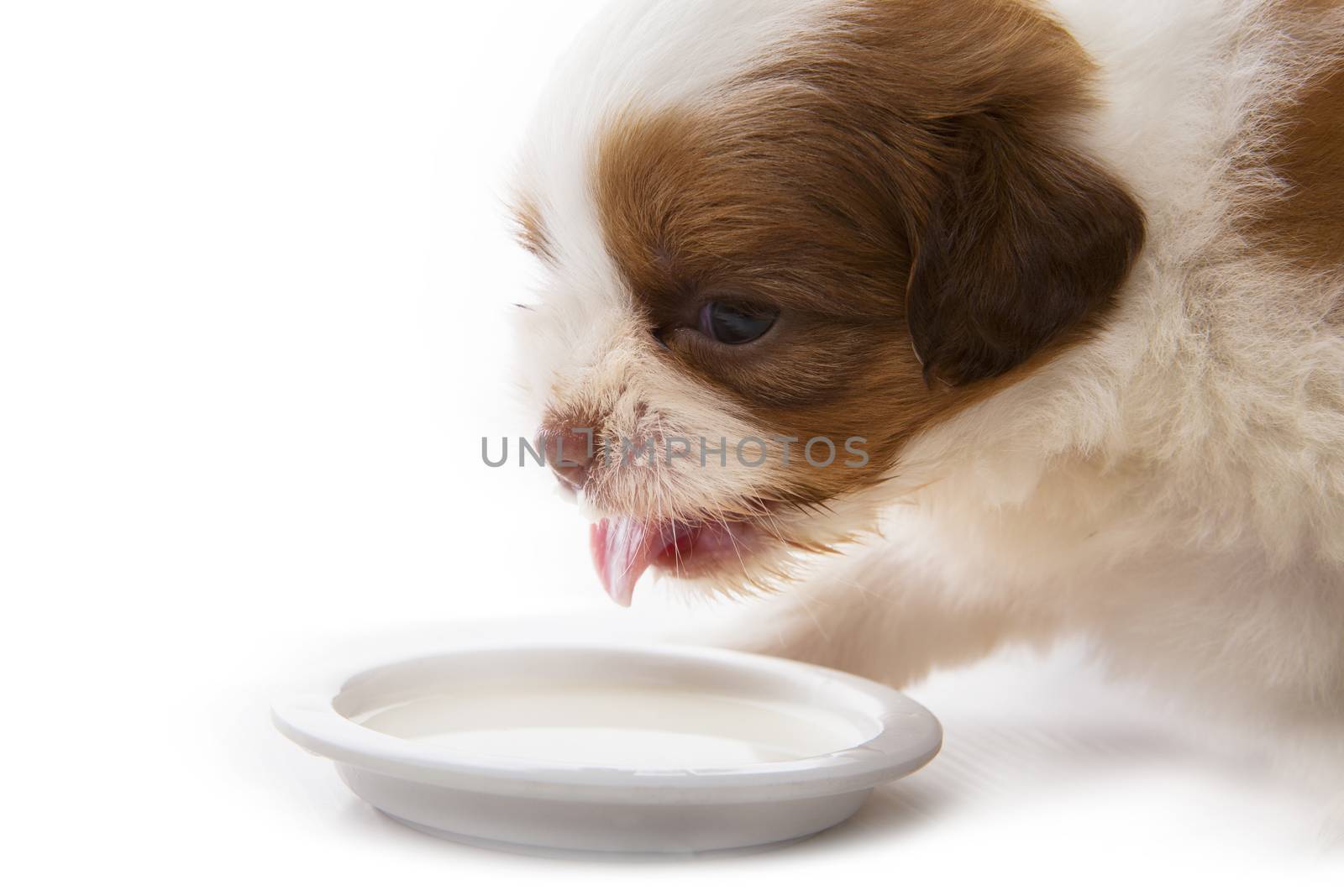 close up face shih tzu baby dog eating milk in food dish on whit by khunaspix