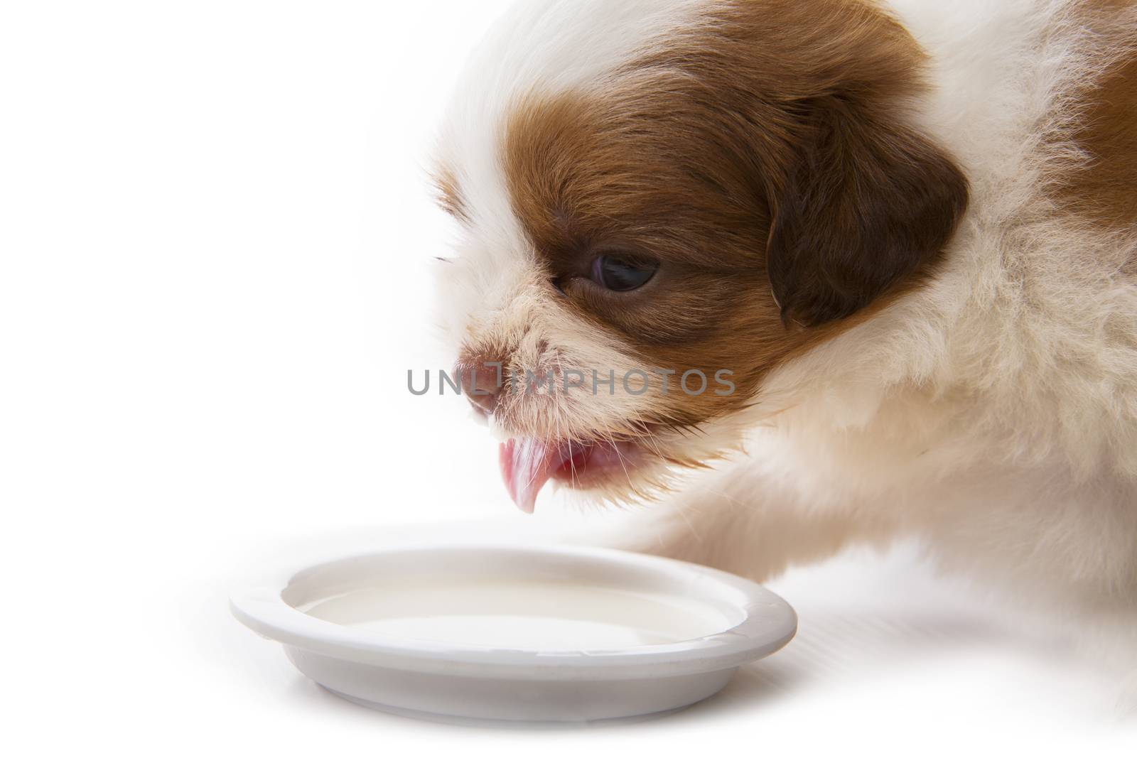 close up face shih tzu baby dog eating milk in food dish on whit by khunaspix