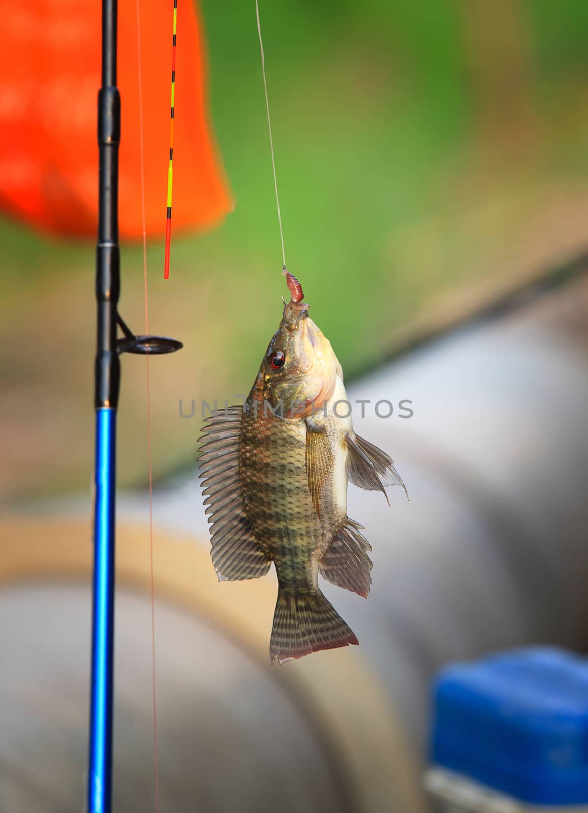 nile fish hanging on hook