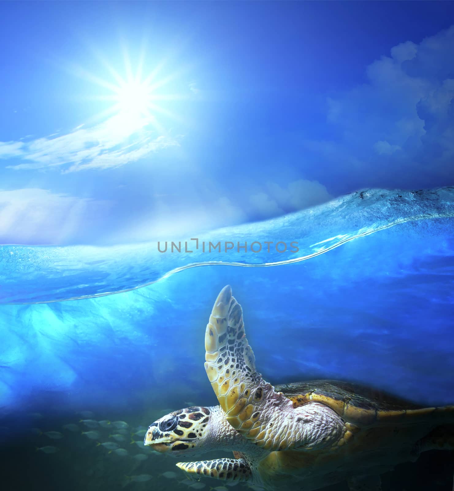 turtle swimming under clear sea blue water with sun shining on sky above use for ocean nature background 