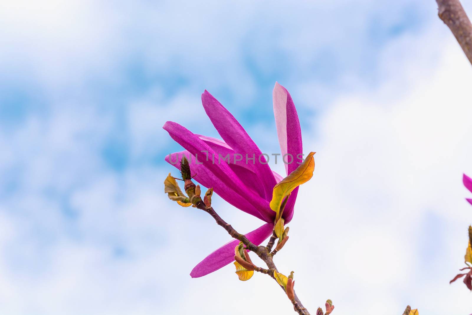 Spring magnolia flower by JFsPic