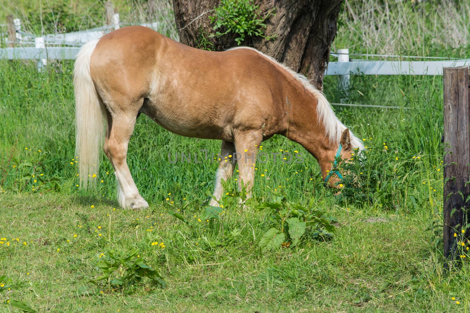 Brown horse in a pasture in the summer.