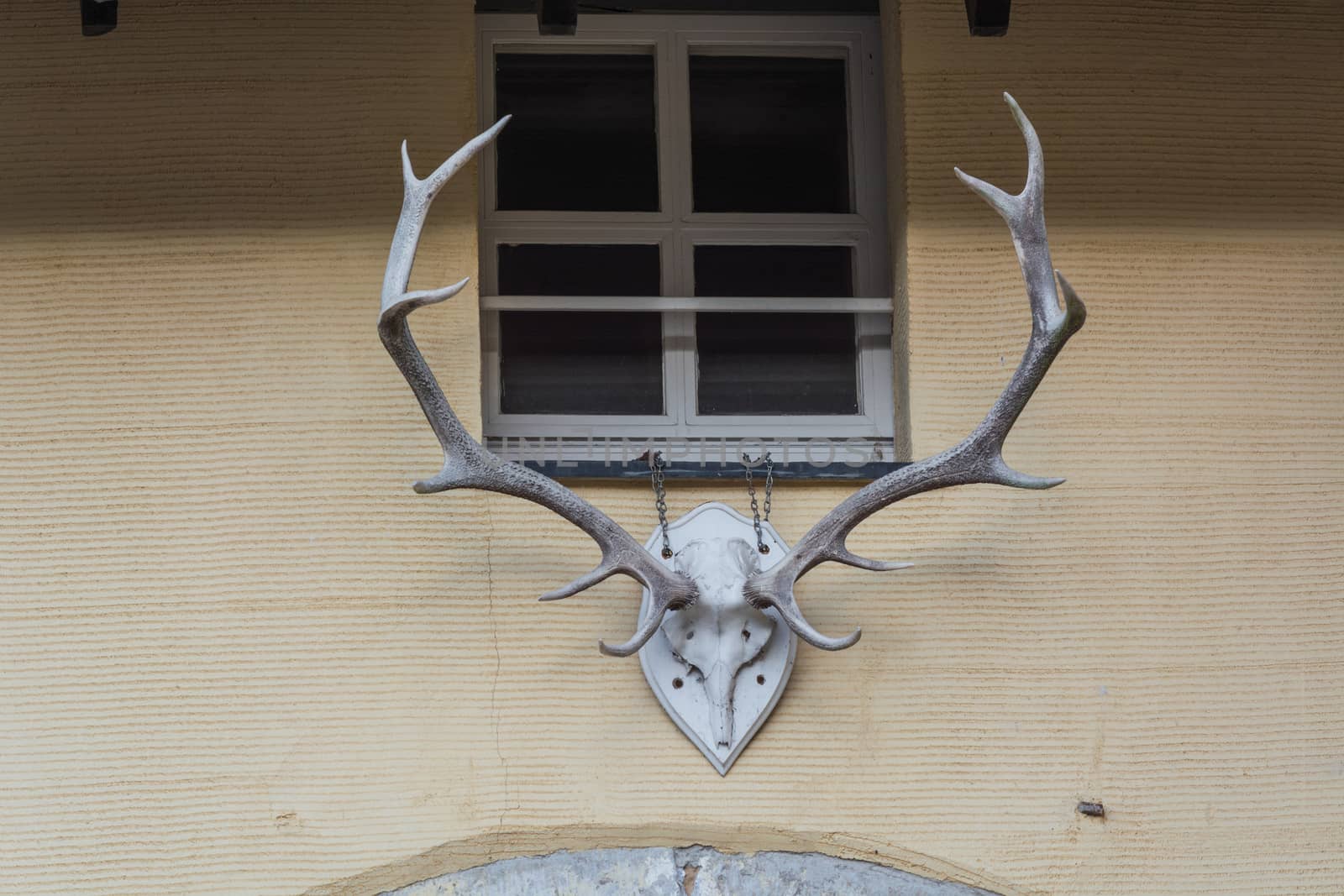 Deer antler on a white wooden board screwed hanging on a yellow wall.