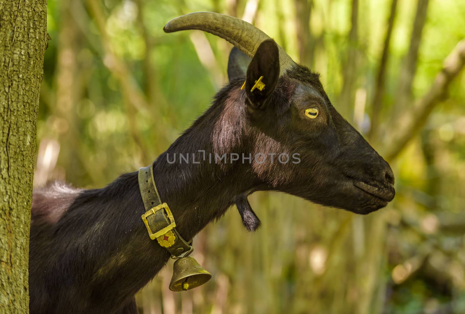 Domestic goat profile image with a bell at its neck, black fur and long horns, in a forest near the village Quinten, Switzerland