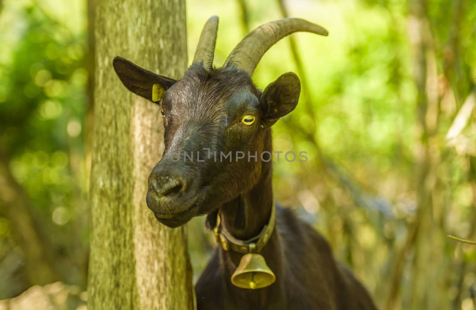 Portrait image with a domestic black goat from a swiss ranch on a beautiful sunny day of May
